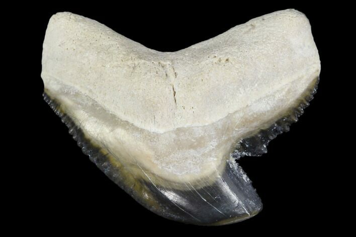 Fossil Tiger Shark Tooth - Bone Valley, Florida #113893